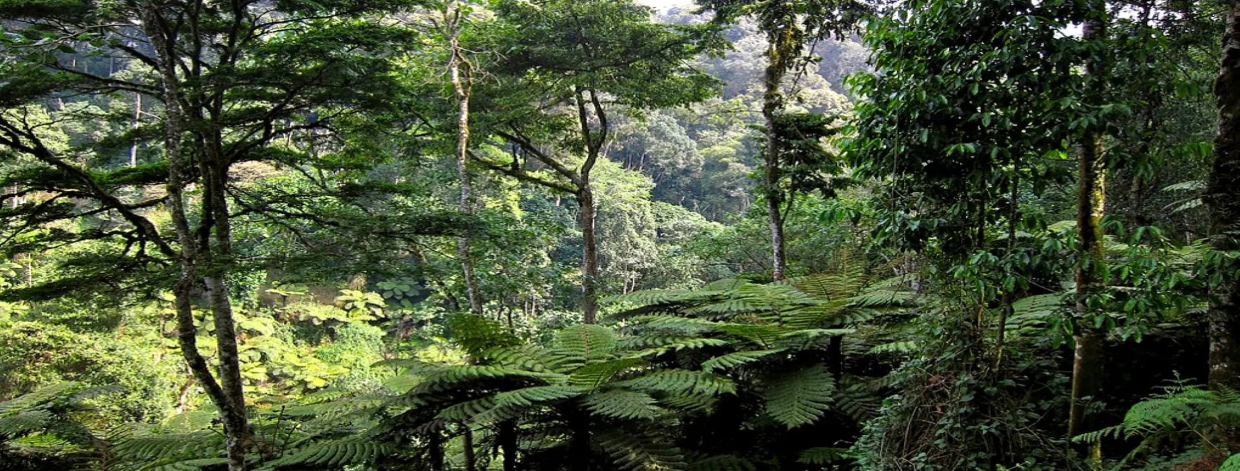 Image for Pristine Natural Environment